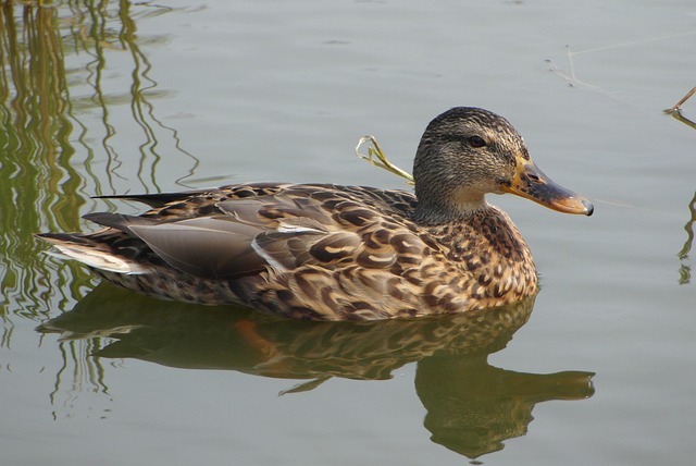Krydsordsstrategier: Fra hjørne til centrum